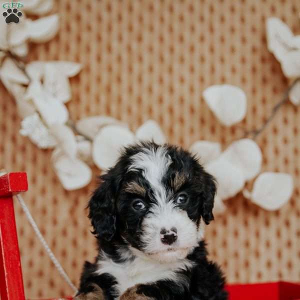 Chesto, Mini Bernedoodle Puppy