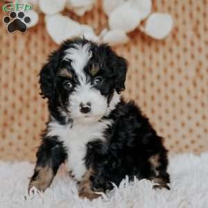 Chesto, Mini Bernedoodle Puppy