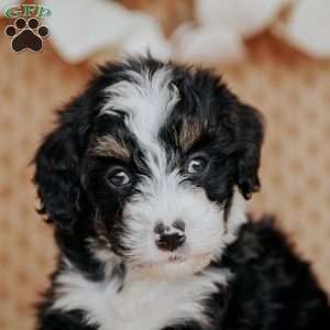 Chesto, Mini Bernedoodle Puppy