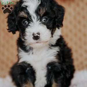 Chesto, Mini Bernedoodle Puppy