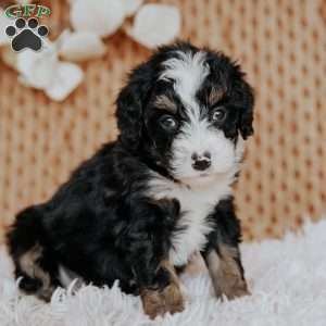 Chesto, Mini Bernedoodle Puppy