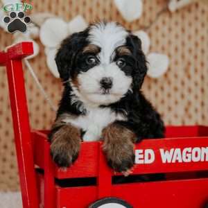 Cheyenne, Mini Bernedoodle Puppy