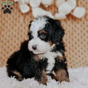 Cheyenne, Mini Bernedoodle Puppy