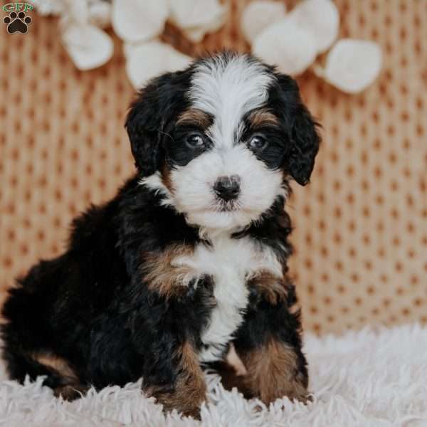 Cheyenne, Mini Bernedoodle Puppy