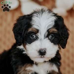 Cheyenne, Mini Bernedoodle Puppy