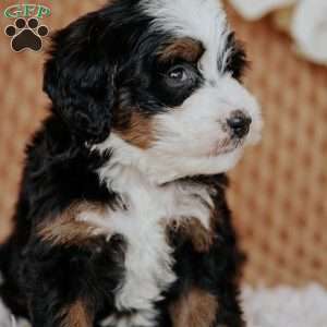 Cheyenne, Mini Bernedoodle Puppy