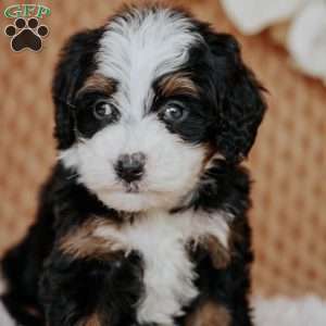 Cheyenne, Mini Bernedoodle Puppy