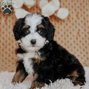 Cheyenne, Mini Bernedoodle Puppy