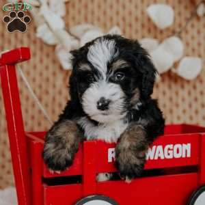 Chibby, Mini Bernedoodle Puppy