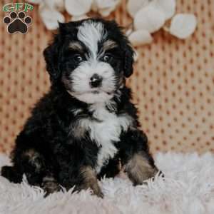 Chibby, Mini Bernedoodle Puppy