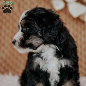 Chibby, Mini Bernedoodle Puppy