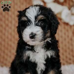 Chibby, Mini Bernedoodle Puppy