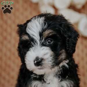 Chibby, Mini Bernedoodle Puppy