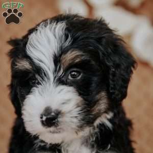 Chibby, Mini Bernedoodle Puppy