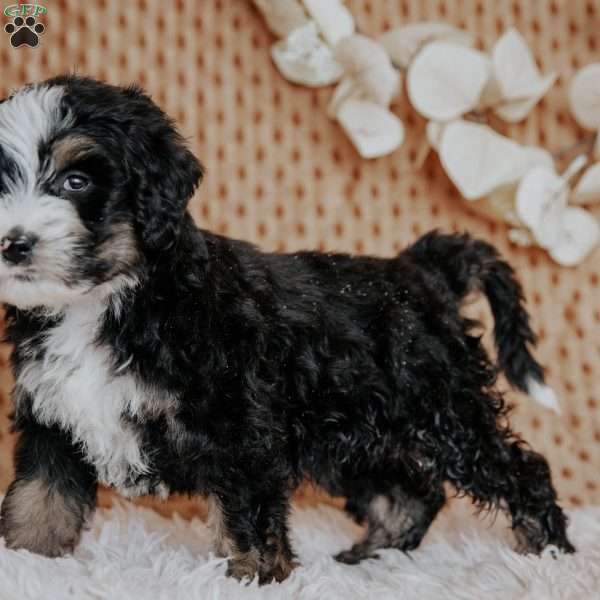 Chibby, Mini Bernedoodle Puppy