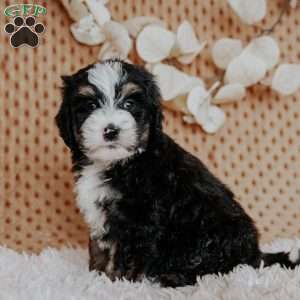 Chibby, Mini Bernedoodle Puppy