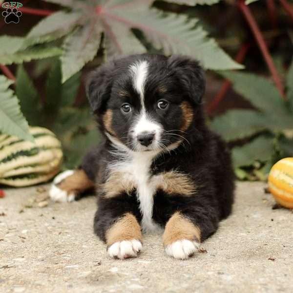 Chopper, Miniature Australian Shepherd Puppy