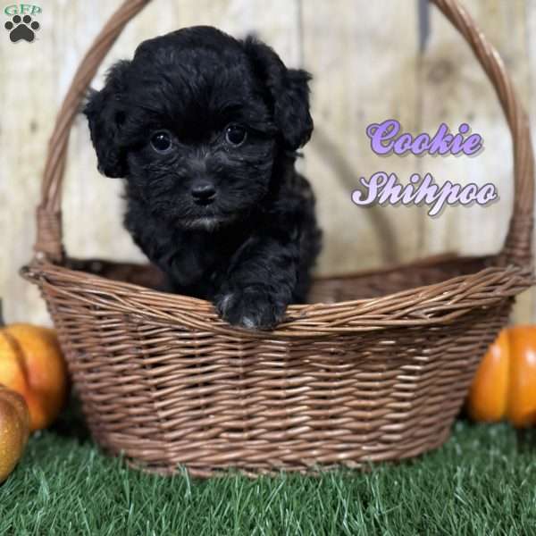 Cookie, Shih-Poo Puppy