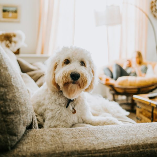 dog sitter in a living room with a dog