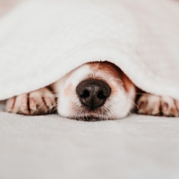 dog sleeping under a blanket