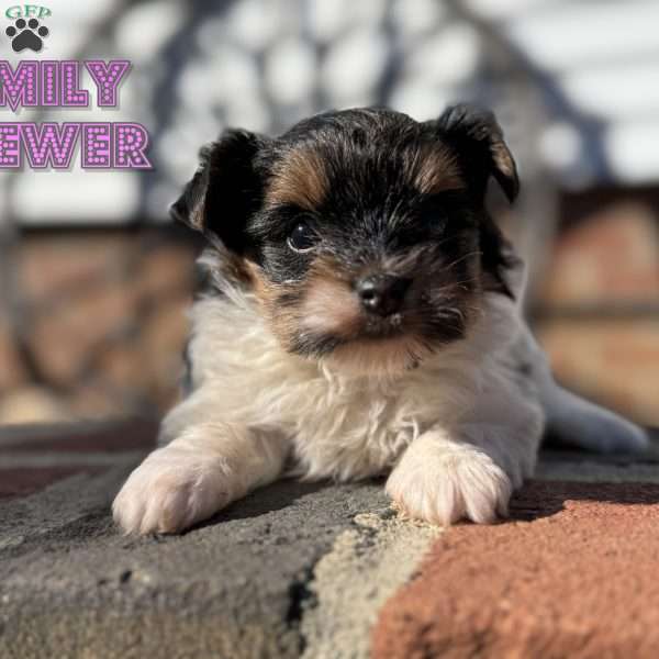 Emily, Biewer Terrier Puppy