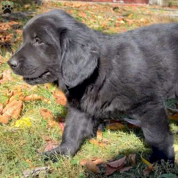 Diesel, Golden Retriever Mix Puppy