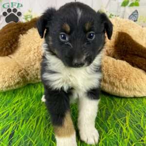 Ace, Australian Shepherd Puppy