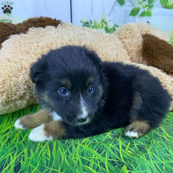 Jasper, Australian Shepherd Puppy