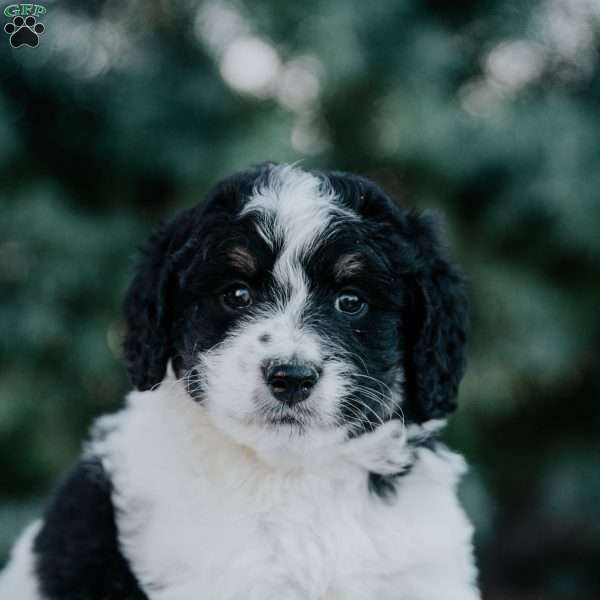 Nana, Mini Bernedoodle Puppy