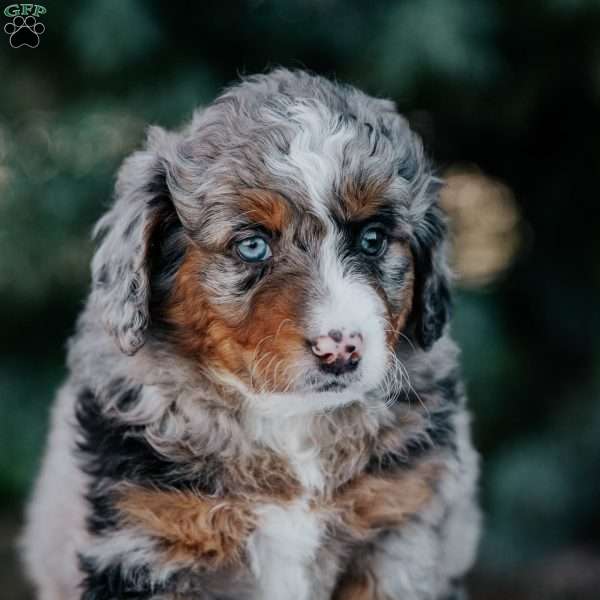 Natalie, Mini Bernedoodle Puppy