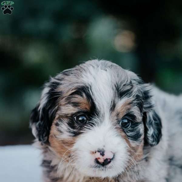 Nellie, Mini Bernedoodle Puppy