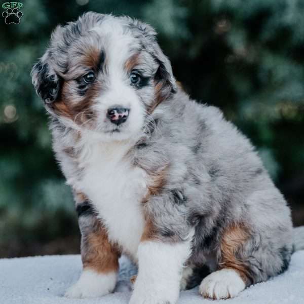 Nicky, Mini Bernedoodle Puppy