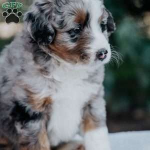 Nicky, Mini Bernedoodle Puppy