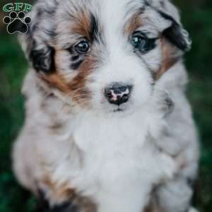 Nicky, Mini Bernedoodle Puppy