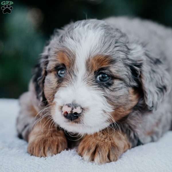 Nora, Mini Bernedoodle Puppy