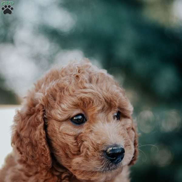 Ruby, Mini Goldendoodle Puppy