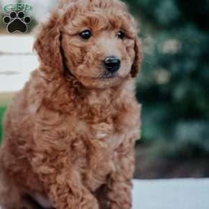 Ruby, Mini Goldendoodle Puppy