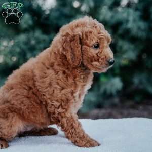 Ruby, Mini Goldendoodle Puppy