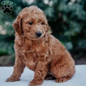 Ruby, Mini Goldendoodle Puppy