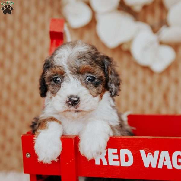 Faith (Tiny), Mini Bernedoodle Puppy