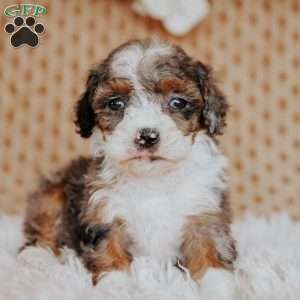 Faith (Tiny), Mini Bernedoodle Puppy