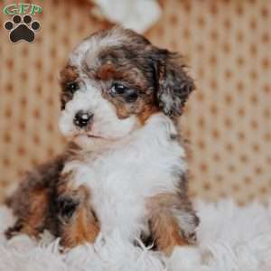 Faith (Tiny), Mini Bernedoodle Puppy