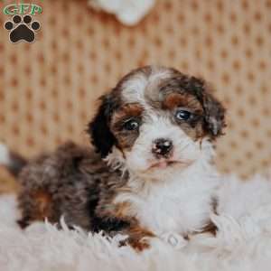 Faith (Tiny), Mini Bernedoodle Puppy