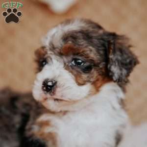 Faith (Tiny), Mini Bernedoodle Puppy