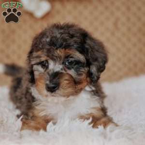 Farah, Mini Bernedoodle Puppy