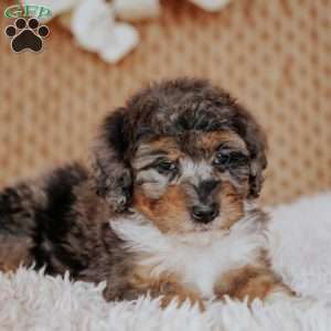 Farah, Mini Bernedoodle Puppy