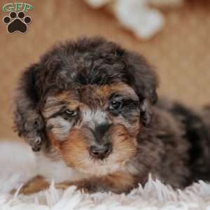 Farah, Mini Bernedoodle Puppy