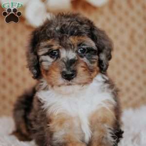 Farah, Mini Bernedoodle Puppy