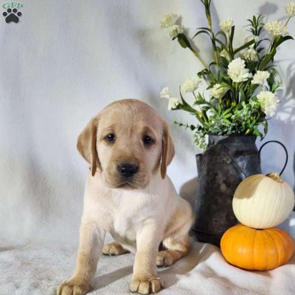 Fawn, Black Labrador Retriever Puppy