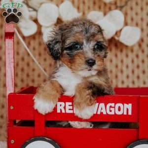 Felicy, Mini Bernedoodle Puppy